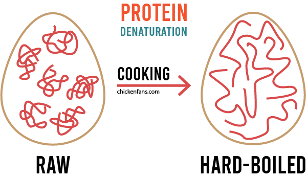 protein denaturation, in a raw egg all proteins are separate and when cooking they unfold and bind to each other