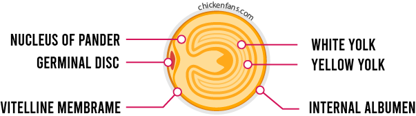 egg yolk anatomy