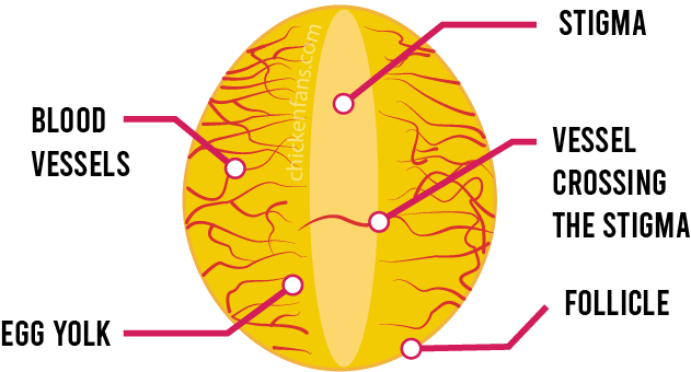 illustration of the egg yolk follicle, with tiny blood vessels and the stigma line and a single blood vessel crossing the stigma