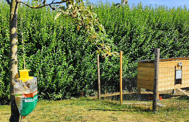 ecologic fly trap near a chicken coop