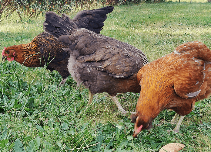 free ranging chickens