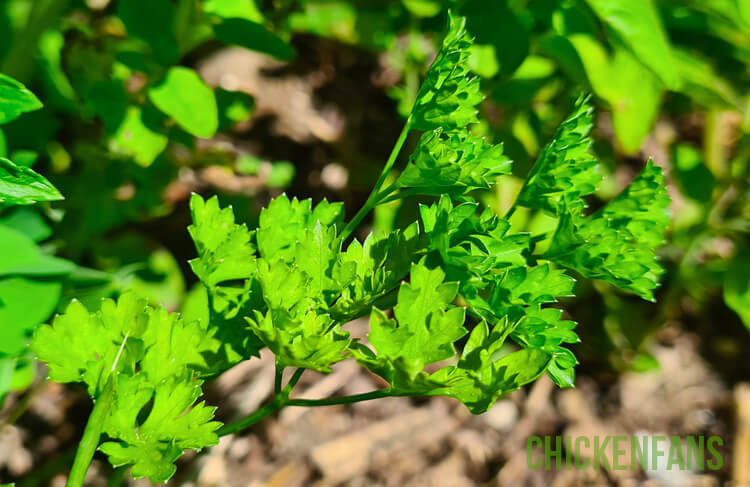 garden parsley