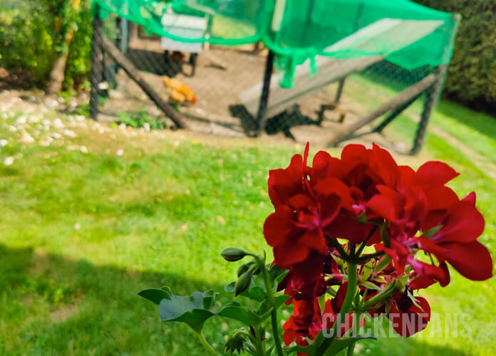 geranium with chicken run and chickens in the background