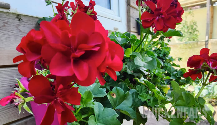 red geraniums contain flavonoids that can color the egg yolk