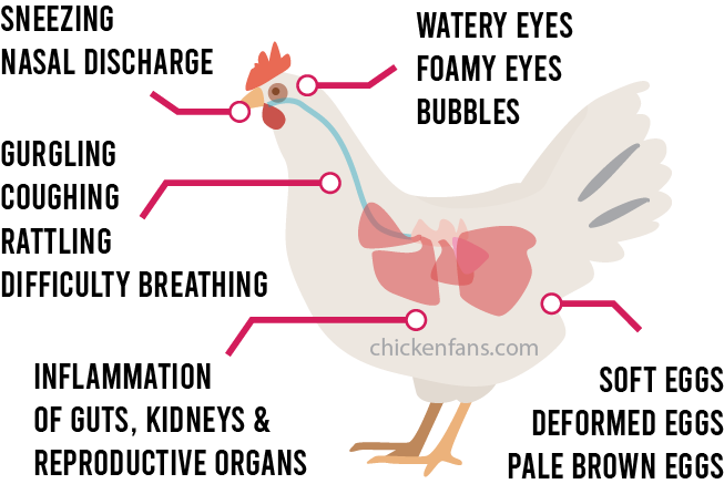 Symptoms of Infectious Bronchitis in Chickens: sneezing, nasal discharge, gurgling, coughing, rattling, difficulty breathing, watery eyes, foamy eyes, inflammation of guts, kidneys and reproductive organs, soft eggs, deformed eggs, pale brown eggs