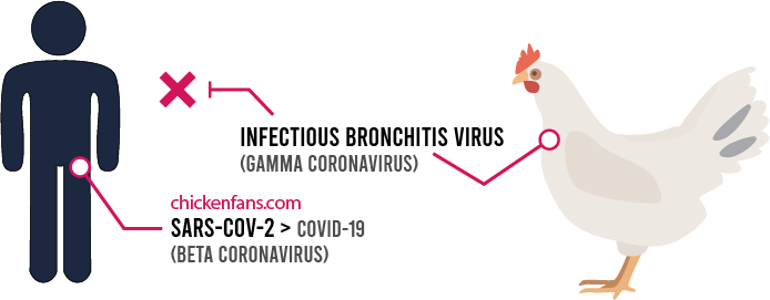 Infectious Bronchitis in Chickens is not contagious to humans since it's based on a gamma coronavirus and SARS-COV-2 is a beta coronavirus.