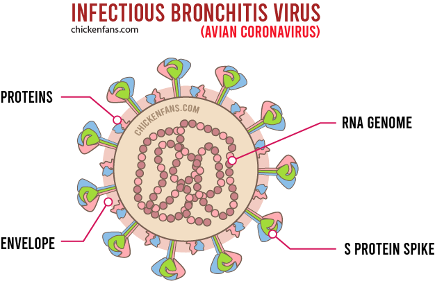 Infographic of the nfectious bronchitis virus, avian coronavirus with its components: RNA contained in an envelope with proteins and the big S protein spikes