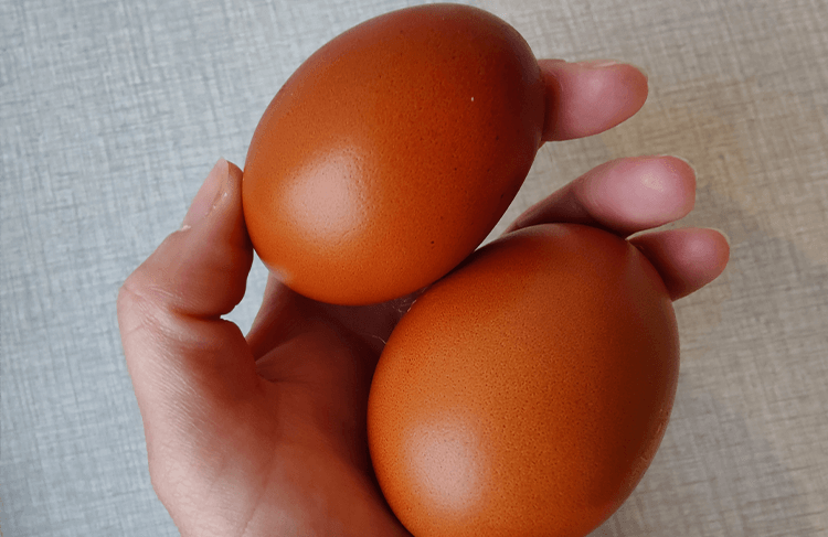 two dark brown eggs of the marans chicken
