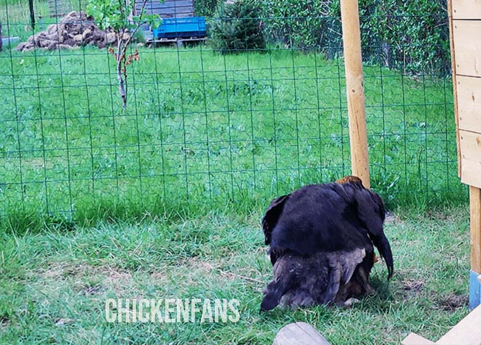 hen mounts another hen