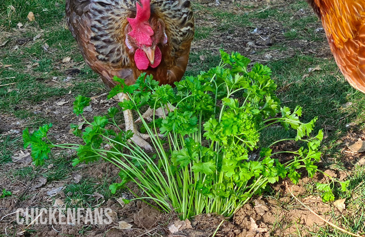 Olive egger chicken eating parsley in the garden