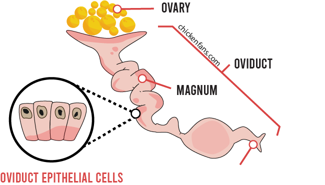 epithelial cells on the inner surface of the organs of the oviduct