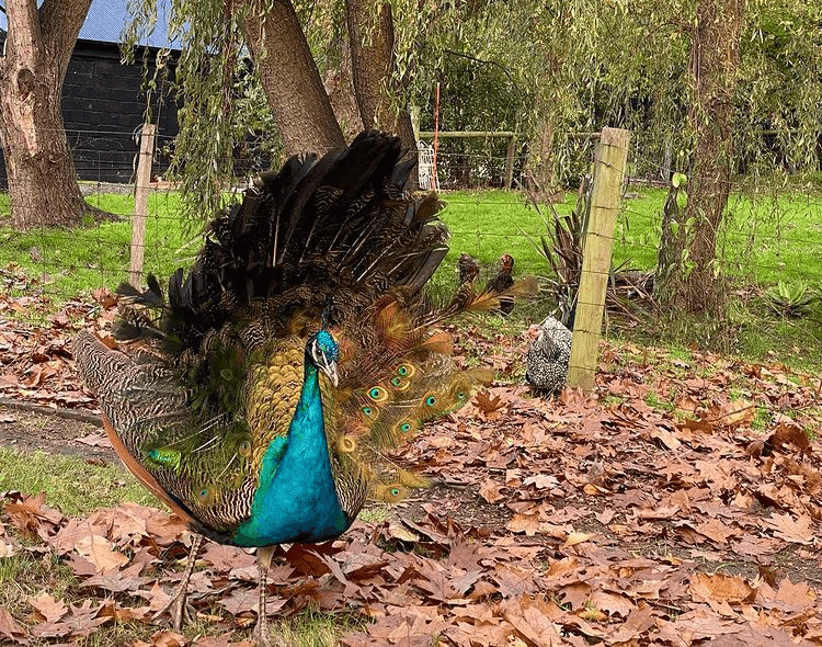peacock showing its tail next to chickens