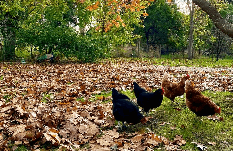 one peacock with a flock of chickens