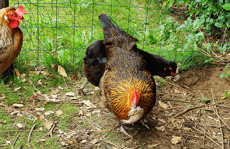 chickens eating shrimp