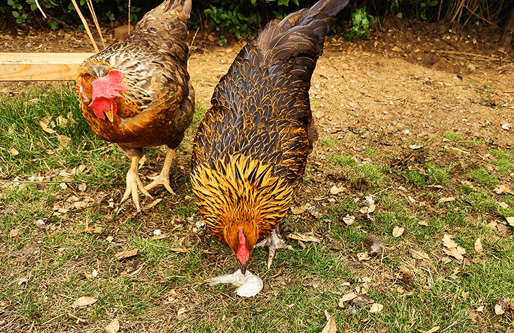 two chickens fighting over one shrimp