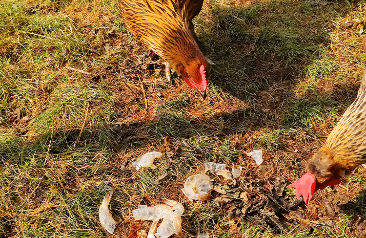 chickens eating table scraps