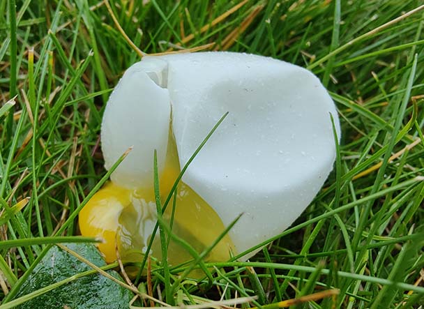 soft shell egg with yolk