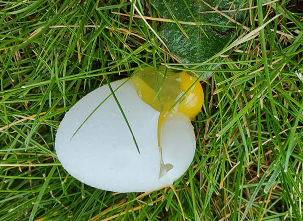 Soft shell egg laying in grass