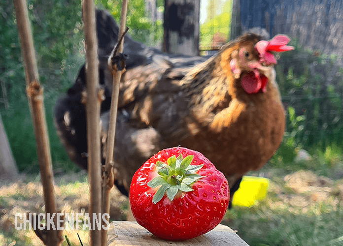 chicken and strawberry