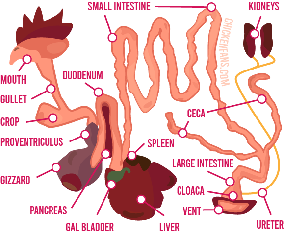 The complete chicken digestive system with all organs involved: mouth, gullet, crop, proventriculus, gizzard, pancreas, duodenum, gal bladder, liver, spleen, small intestine, large intestine, ceca, kidneys, ureter, cloaca and vent