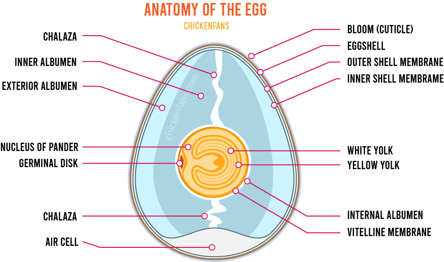 complete anatomy of the chicken egg, with the white yolk, yellow yolk, nucleus of pander, germinal disk, internal albumen, vitelline membrane, chalazae, air cell, inner shell membrane, outer shell membrane, eggshell, bloom or cuticle, exterior albumen, and inner albumen