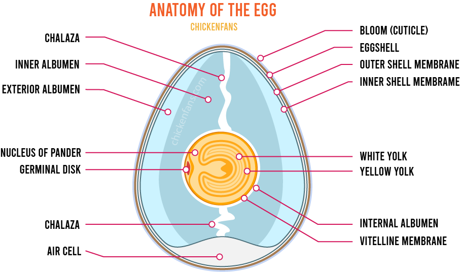 chicken egg anatomy