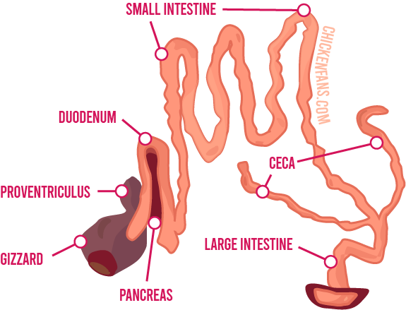 Overview of the chicken's small intestine, duodenum and large intestine and the organs that are connected to the intestines: gizzard, pancreas, ceca and vent