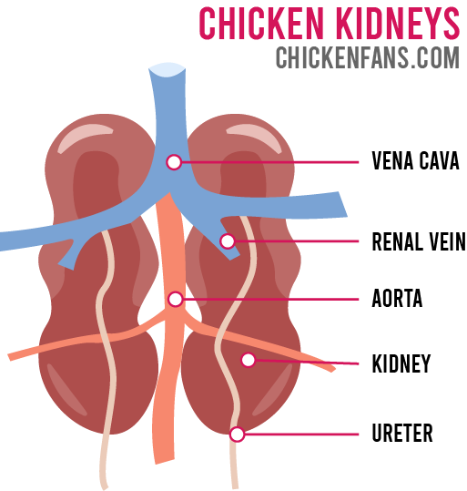 Overview of chicken kidneys with the veins and aorta, the long kidneys and the two ureters going to the cloaca