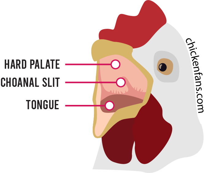 Chicken mouth displaying the hard palate, choanal slit and tongue