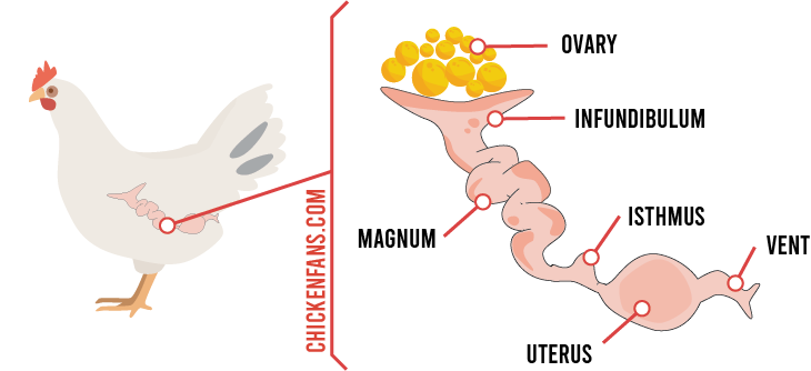 illustration of the ovary and oviduct with infundibulum, magnum, isthmus, uterus and vent, together with a representation of the location in the chicken's body