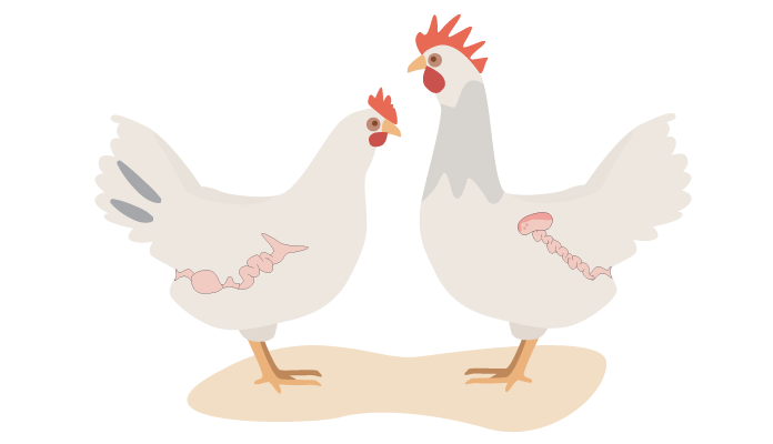 chicken reproductive system