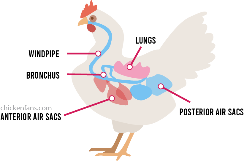 respiratory system in chickens consisting of windpipe, bronchus, lungs, anterior air sacs and posterior air sacs