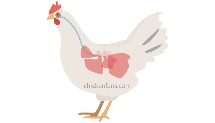 chicken respiratory system