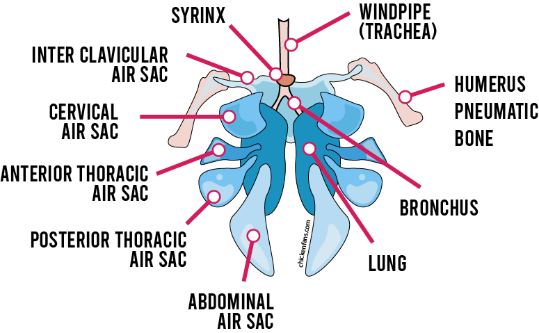 respresentation of the windpipe (trachea), syrinx, humerus pneumatic bone and the air sacs in a chicken: inter clavicular air sac, cervical air sac, anterior thoracic air sac, posterior thoracic air sac and abdominal air sac, all connected to the lungs