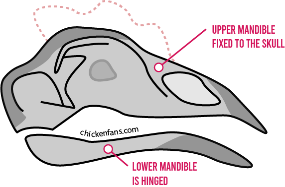 Representation of a chicken's skull with the upper mandible attached to the skull and the lower mandible hinged so it can move