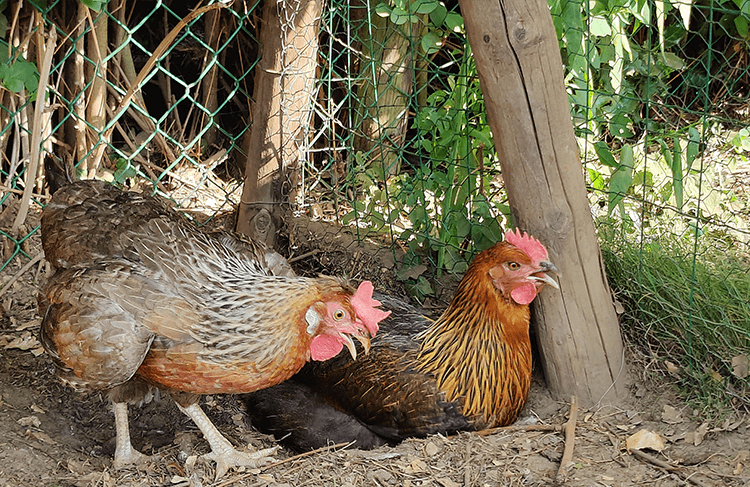 chickens panting during heatwave