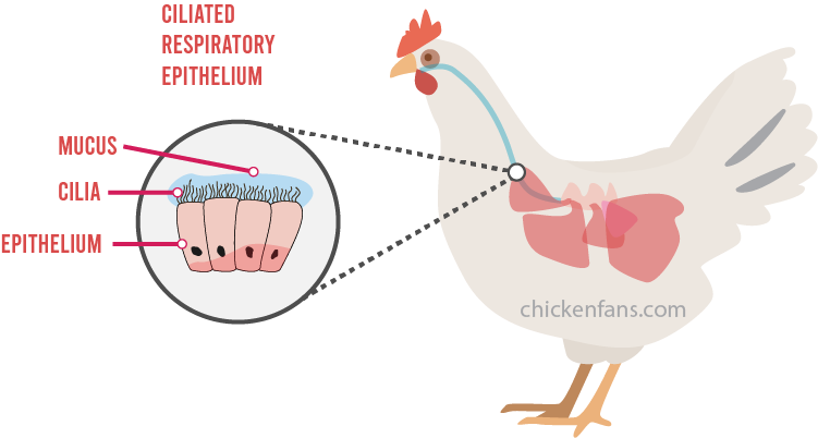 detail of the ciliated respiratory epithelium in a chicken respiratory system