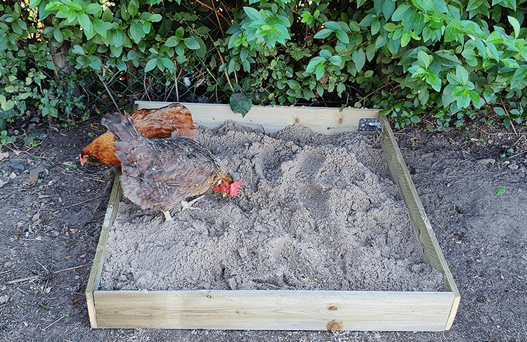 dust bath to entertain chickens