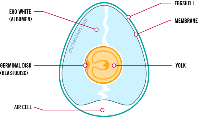 Infographic display of an egg an it's components, showing the location of the germinal disk or blastodisc in the egg yolk, the albumen, air cell, membrane and eggshell