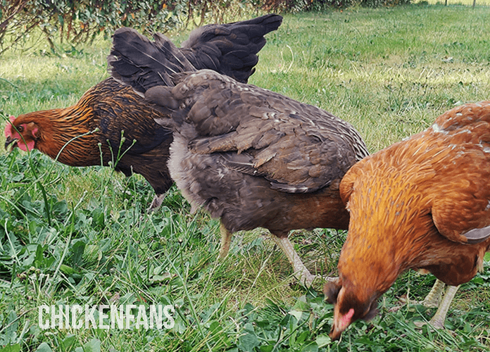 free ranging chickens eating plant and bugs