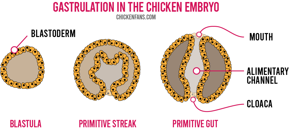 gastrulation in the chicken embryo where the blastula, a ball of cells, is indented with the primitive streak that results in an entire channel called the primitive gut. The openings form the mouth and cloaca, the inner channel is the alimentary channel.