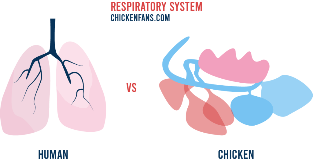 human vs chicken respiratory system