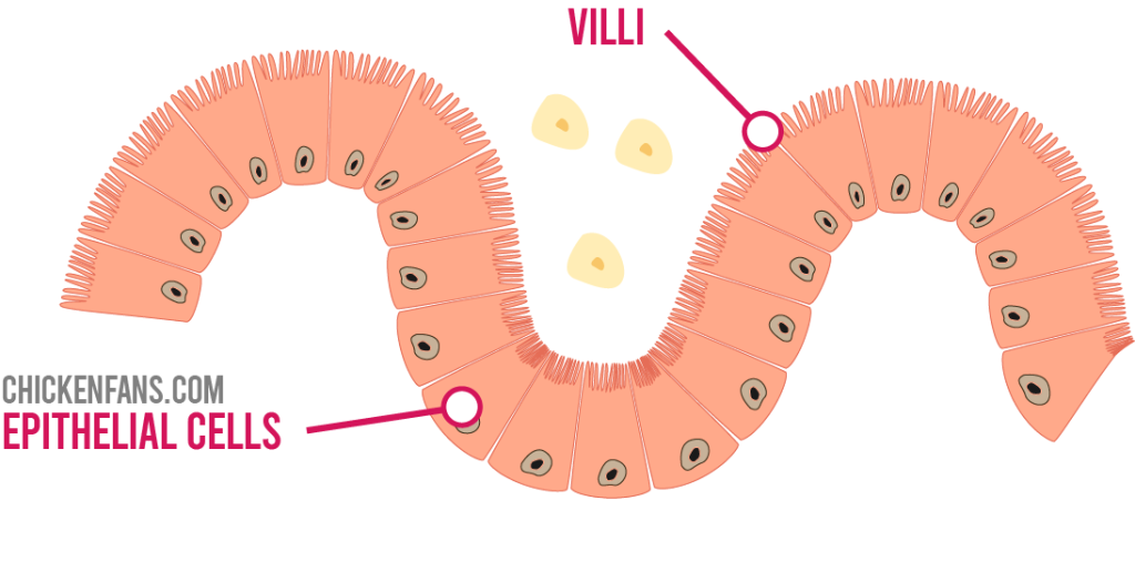 The internal linings of the guts, build with epithelial cells that contain villi, which look like tiny fingers sticking out.