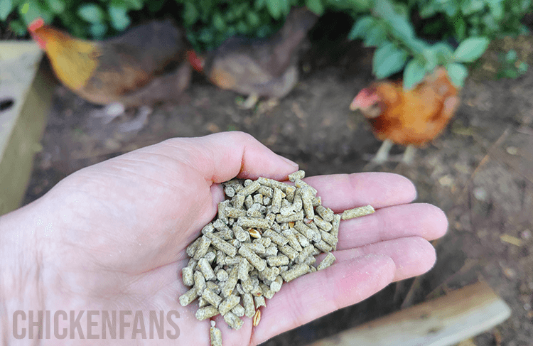 pellet feed for chickens