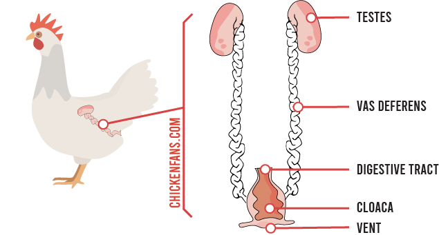 The rooster reproductive tract with the testes and vas deferens that lead to the cloaca, which is connected to the digestive tract and the vent