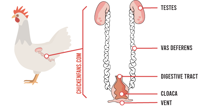 Rooster reproductive tract with the testes, vas deferens and cloaca