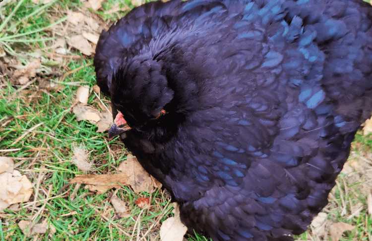 Why Does My Chicken Sleeps During The Day?