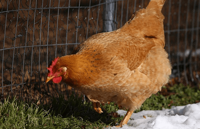 Calico princess hen