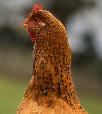 Close-up of a Calico Princess hen