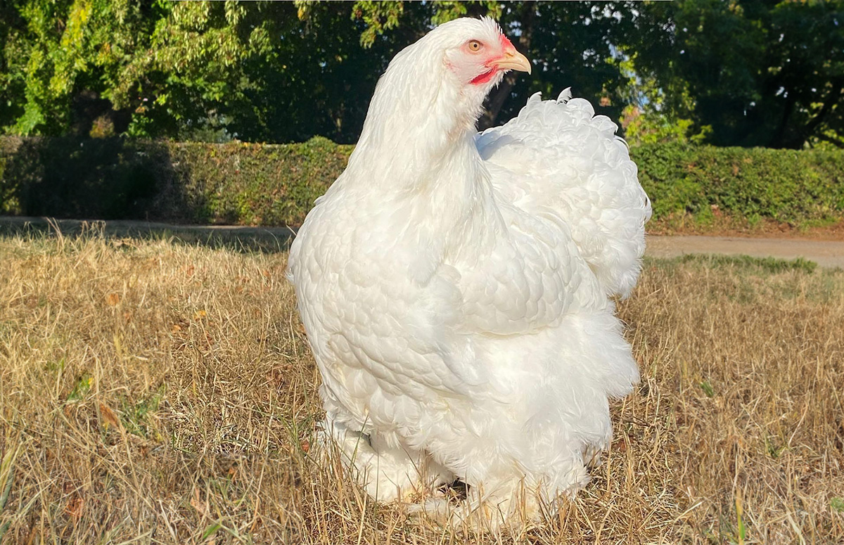 a cochin chicken, one of the largest chicken breeds